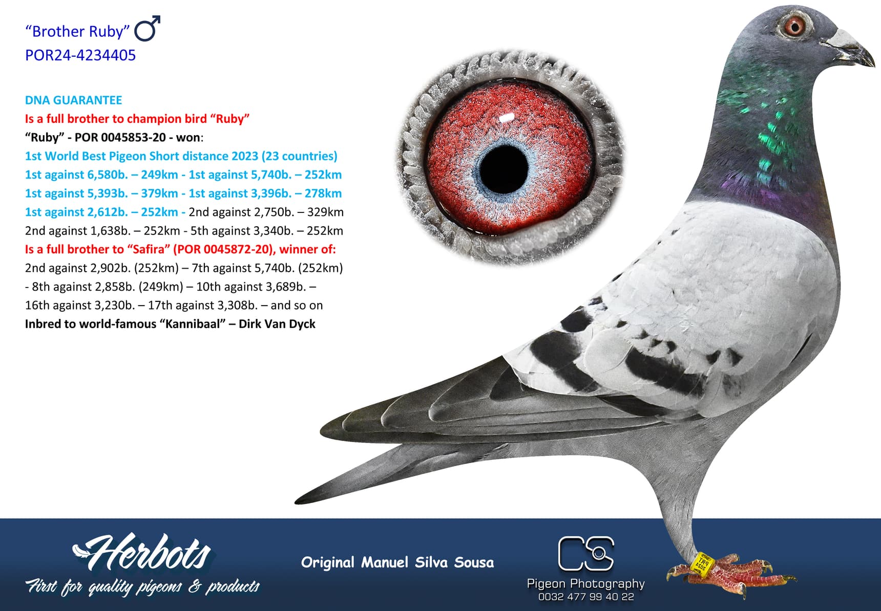 pigeon: undefined