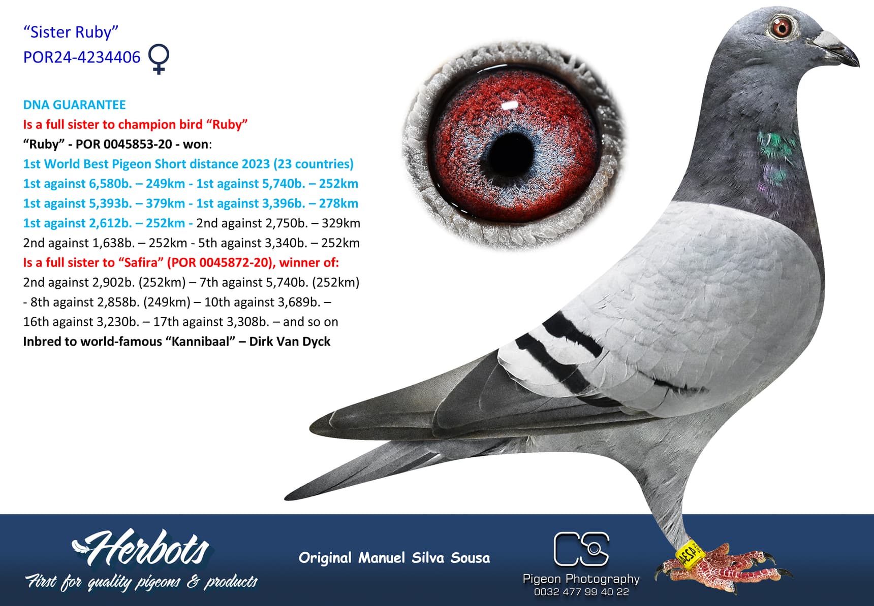 pigeon: undefined