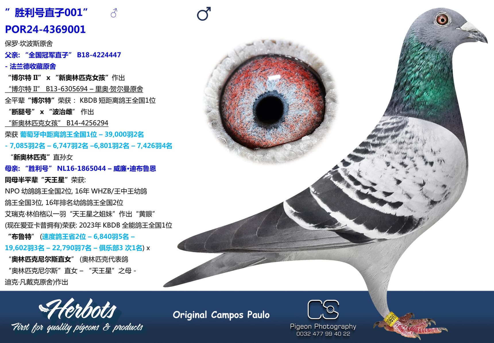 pigeon: ”胜利号直子001”