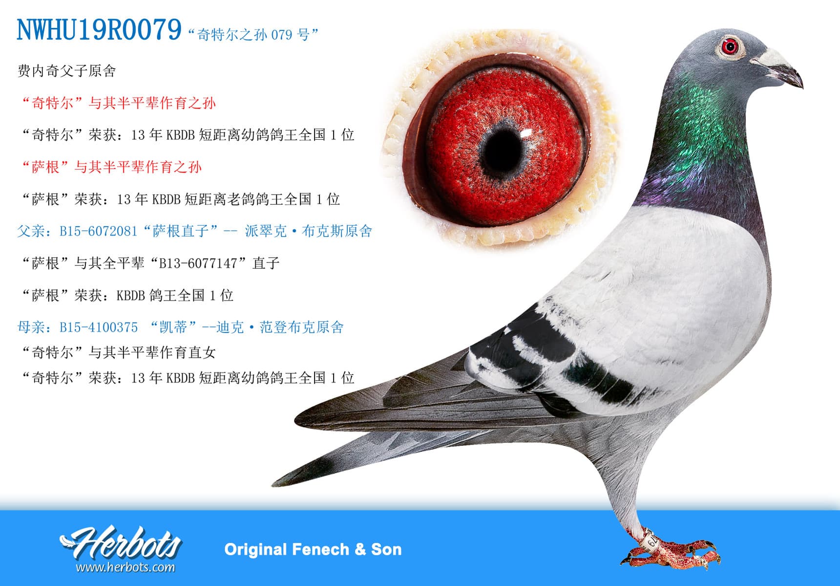 pigeon: undefined