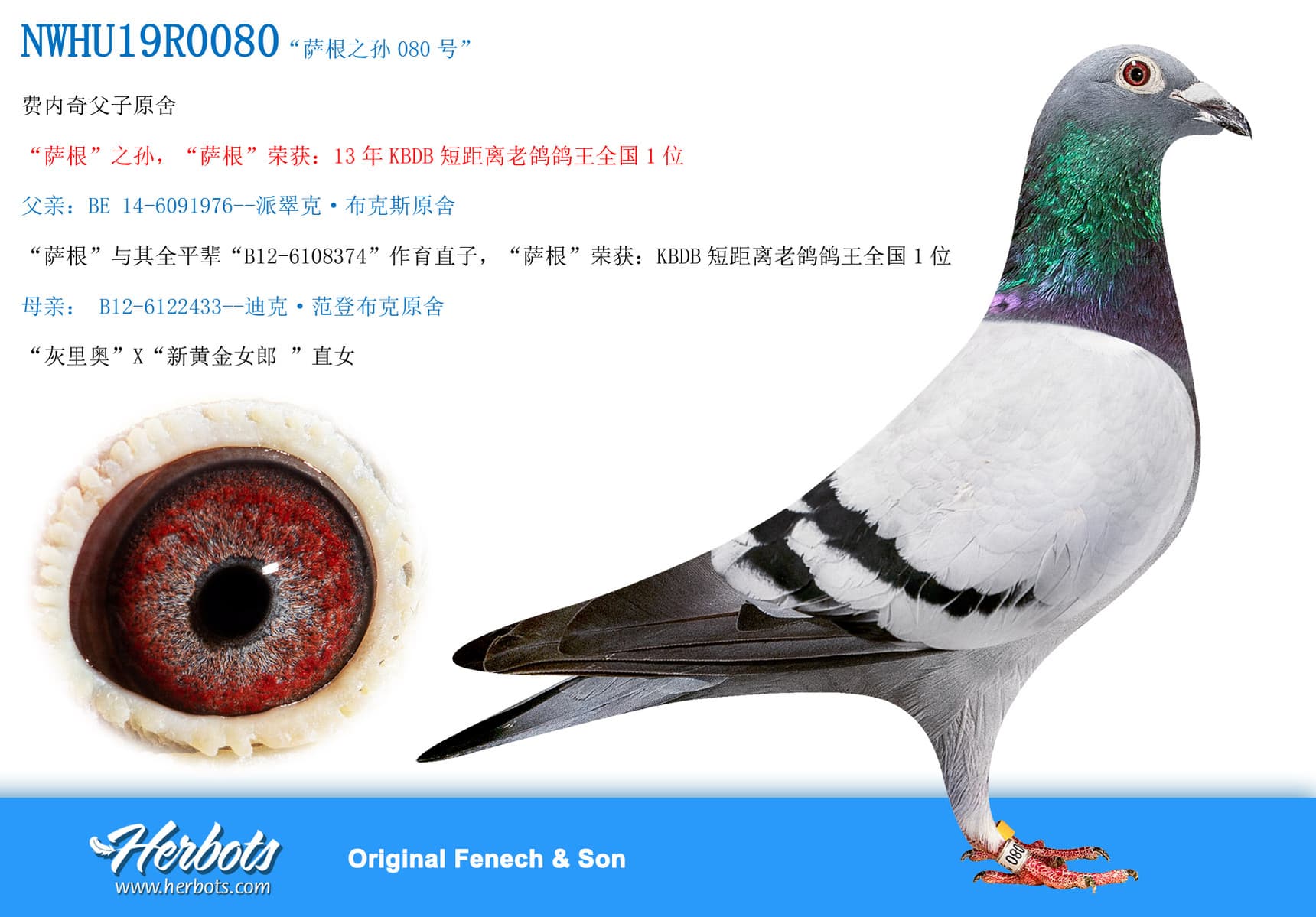 pigeon: undefined
