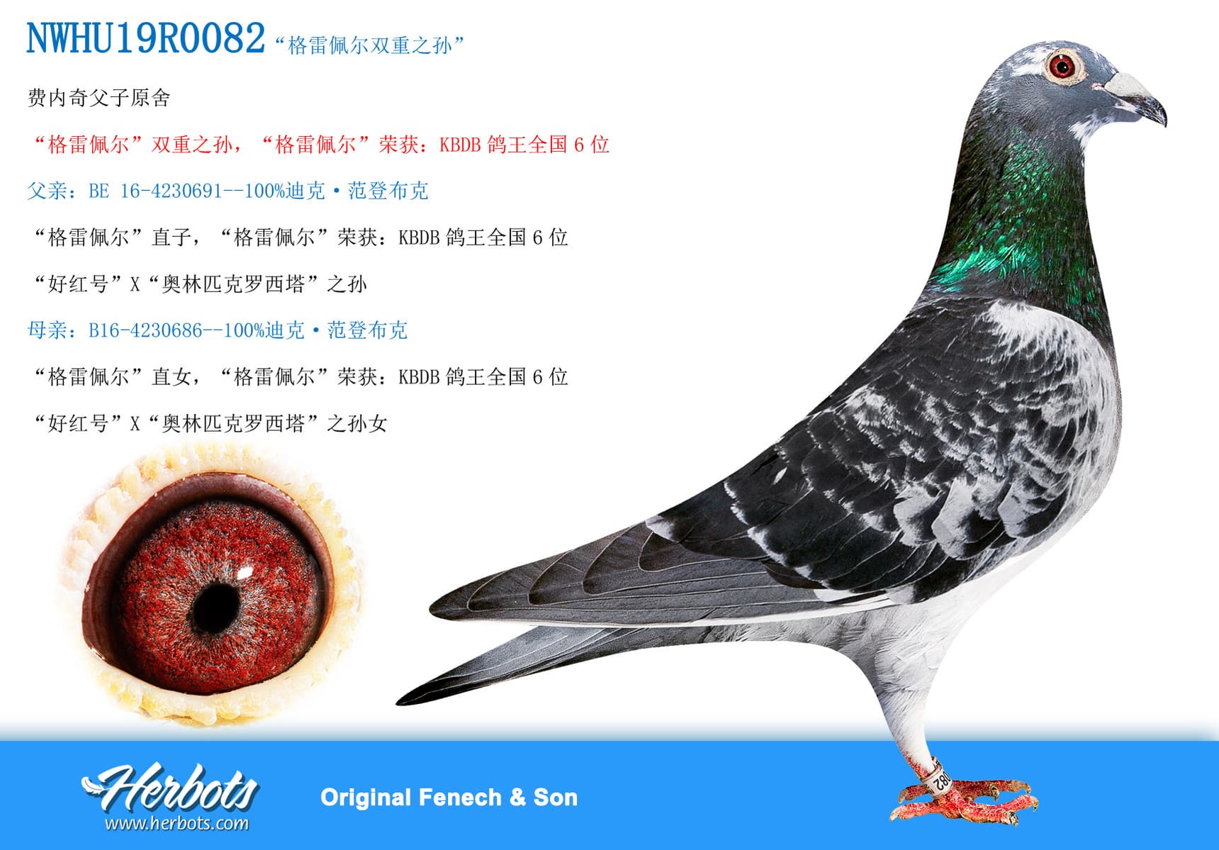 pigeon: undefined
