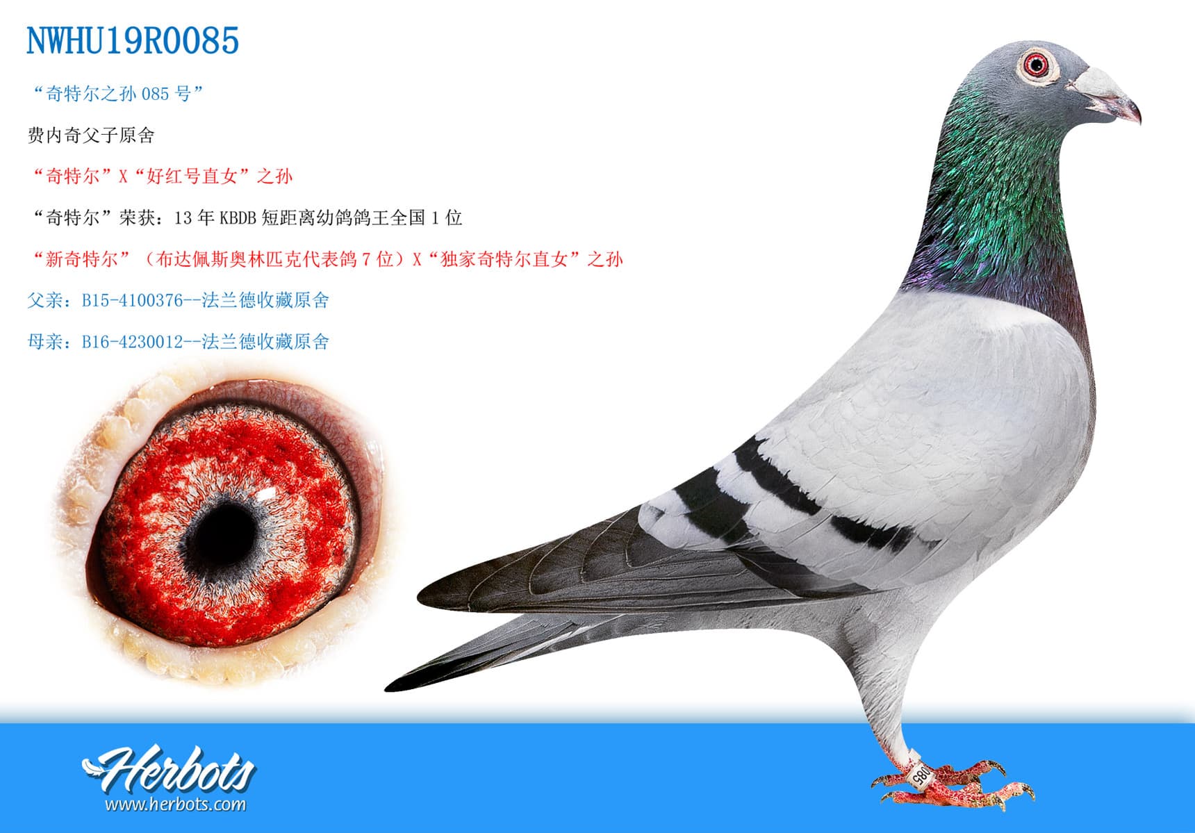 pigeon: undefined