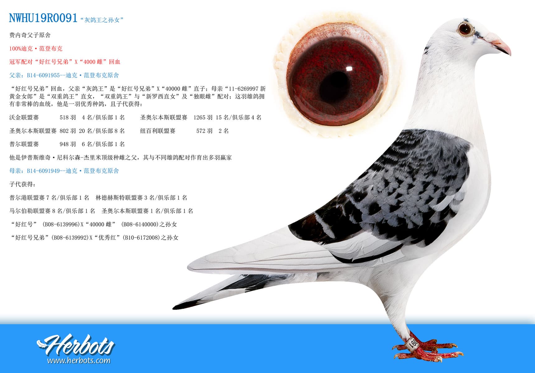 pigeon: undefined