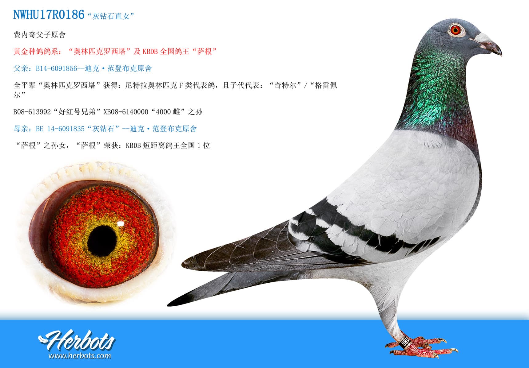 pigeon: undefined