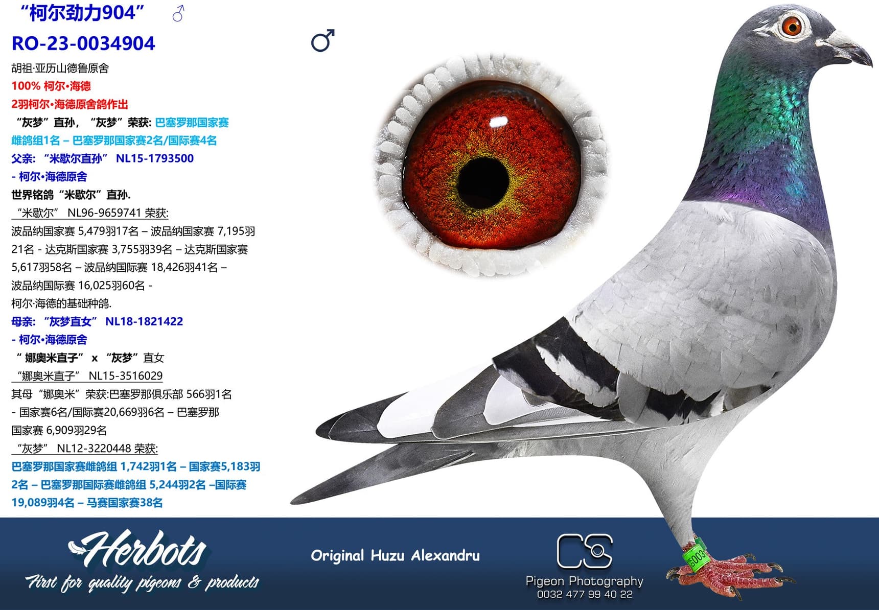 pigeon: undefined