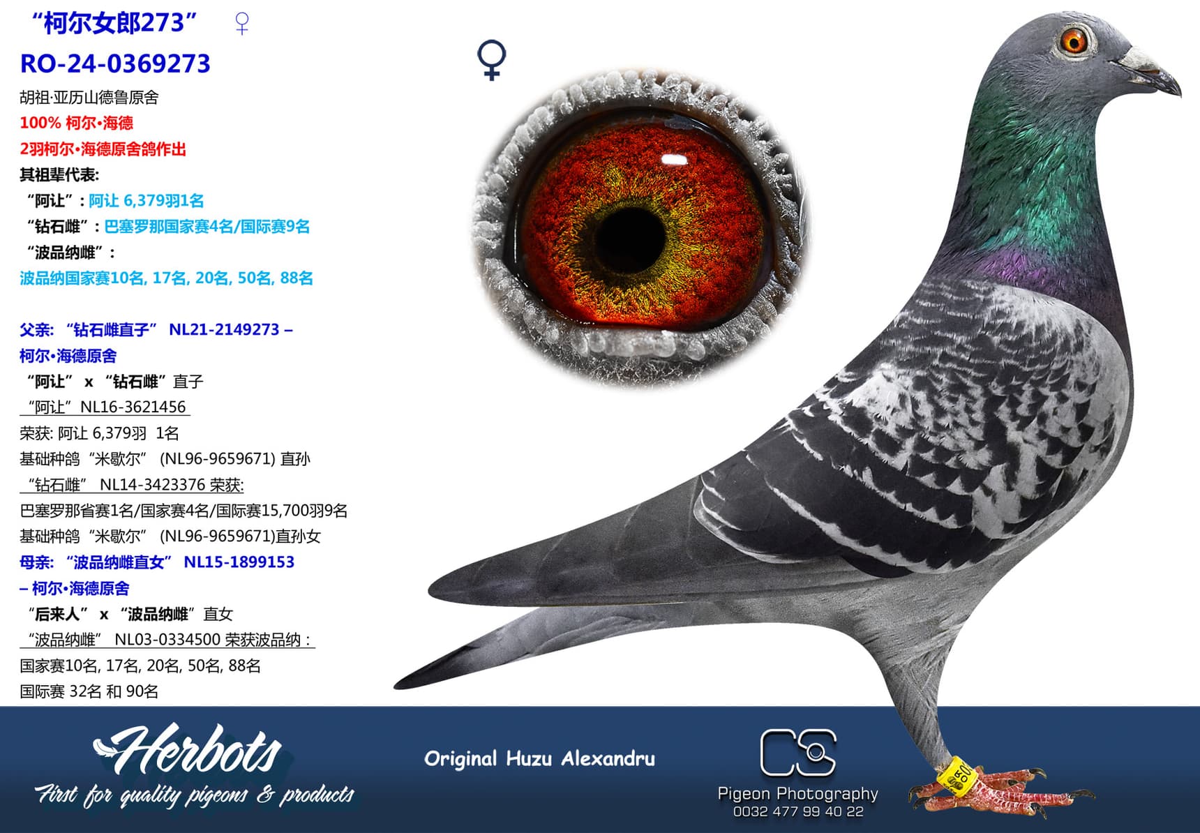 pigeon: undefined