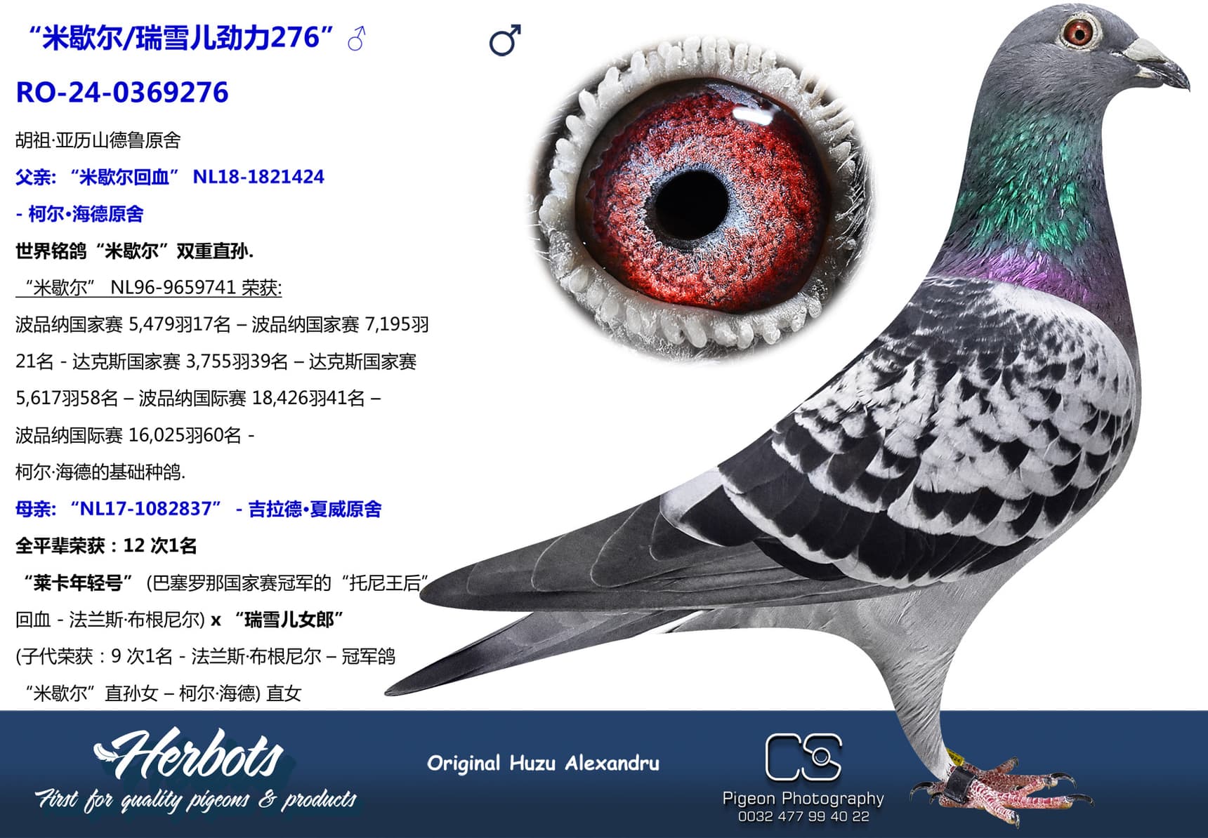pigeon: undefined