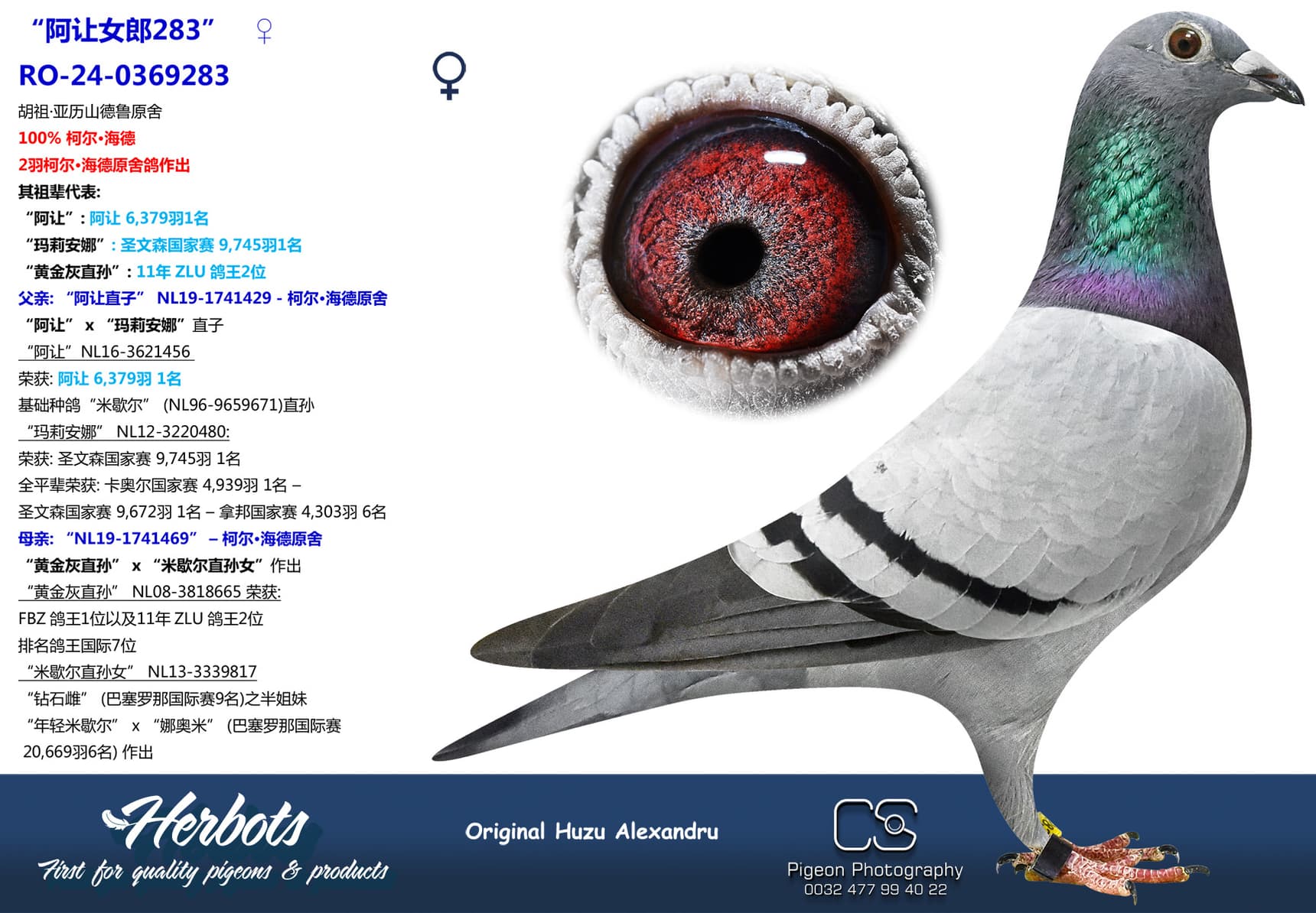 pigeon: undefined
