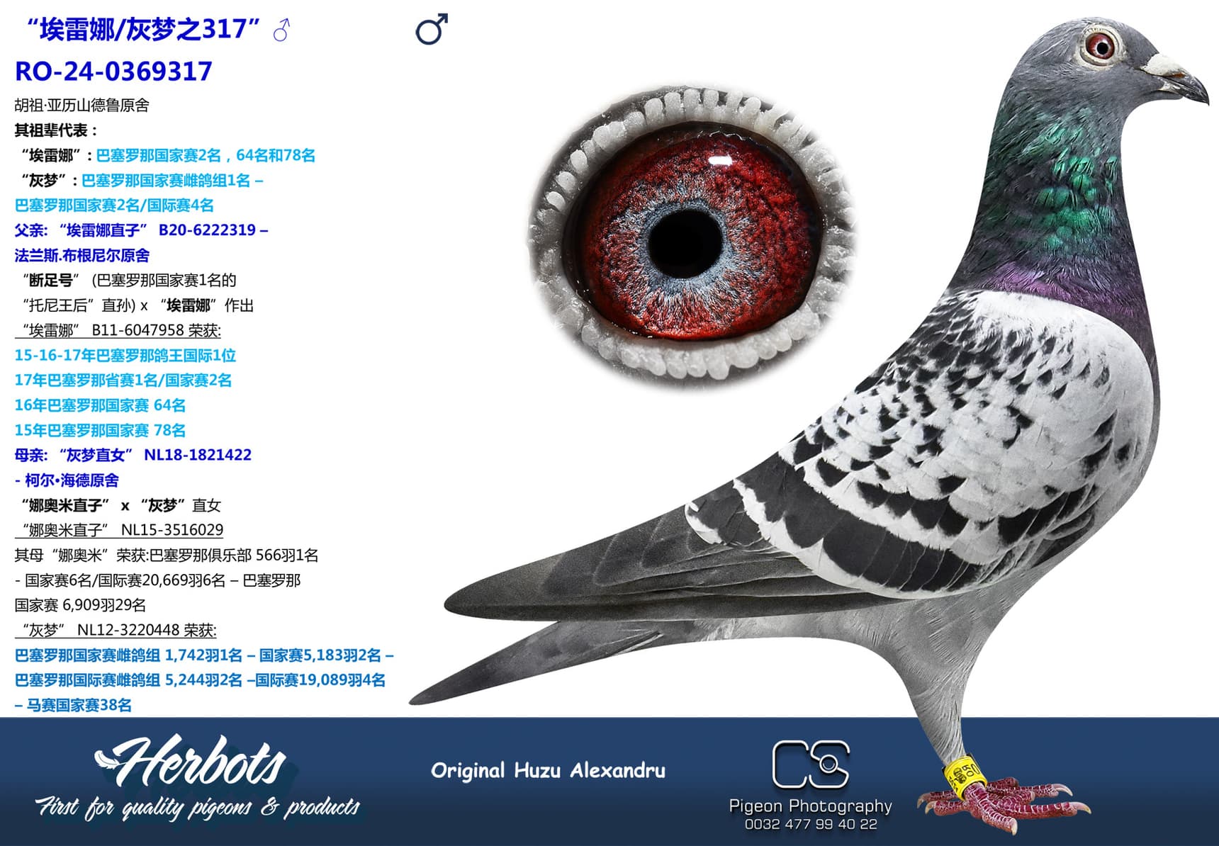 pigeon: undefined