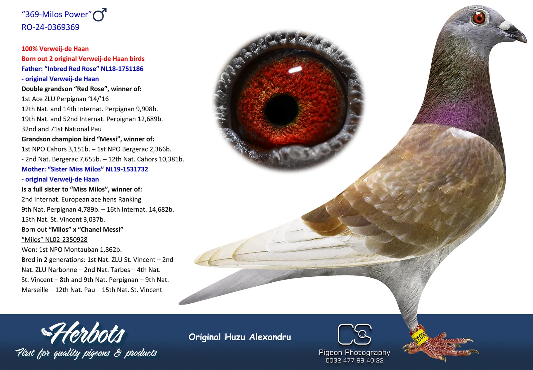 pigeon: undefined