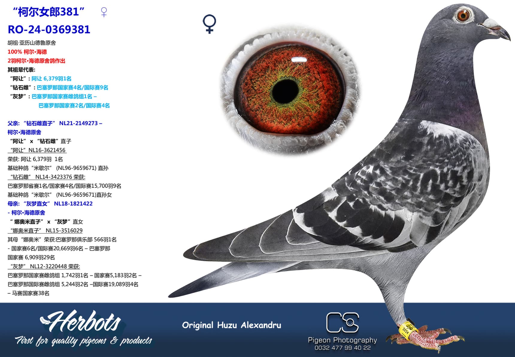 pigeon: undefined