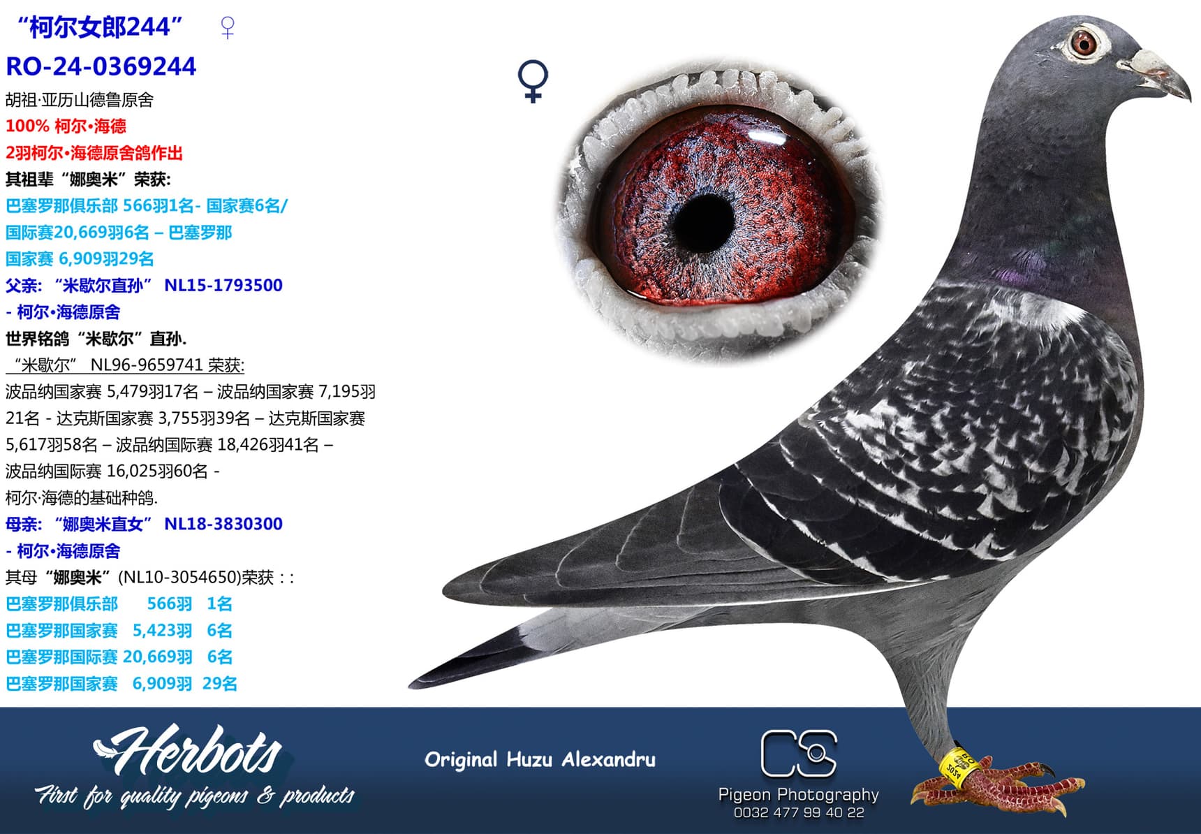 pigeon: undefined