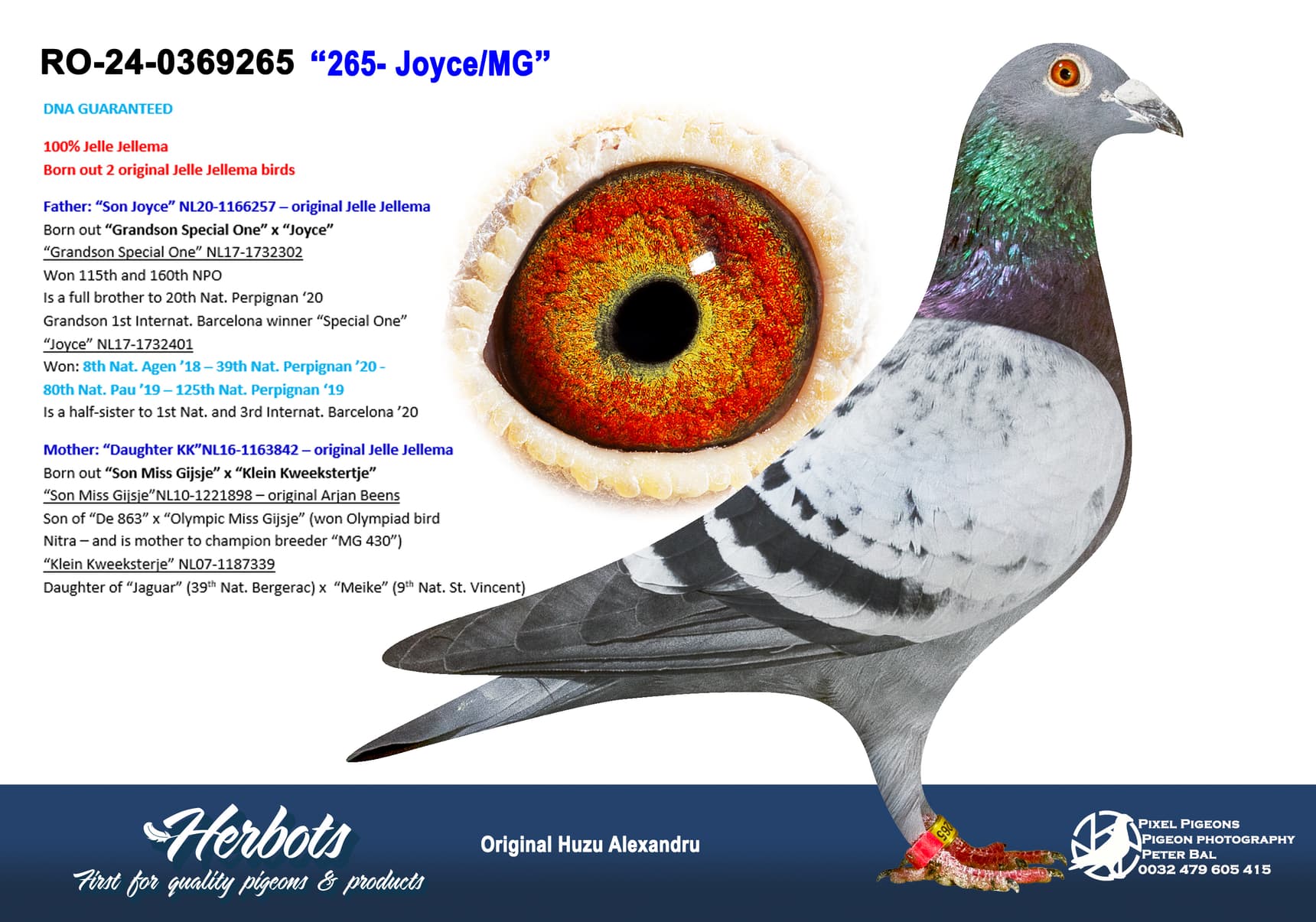 pigeon: undefined