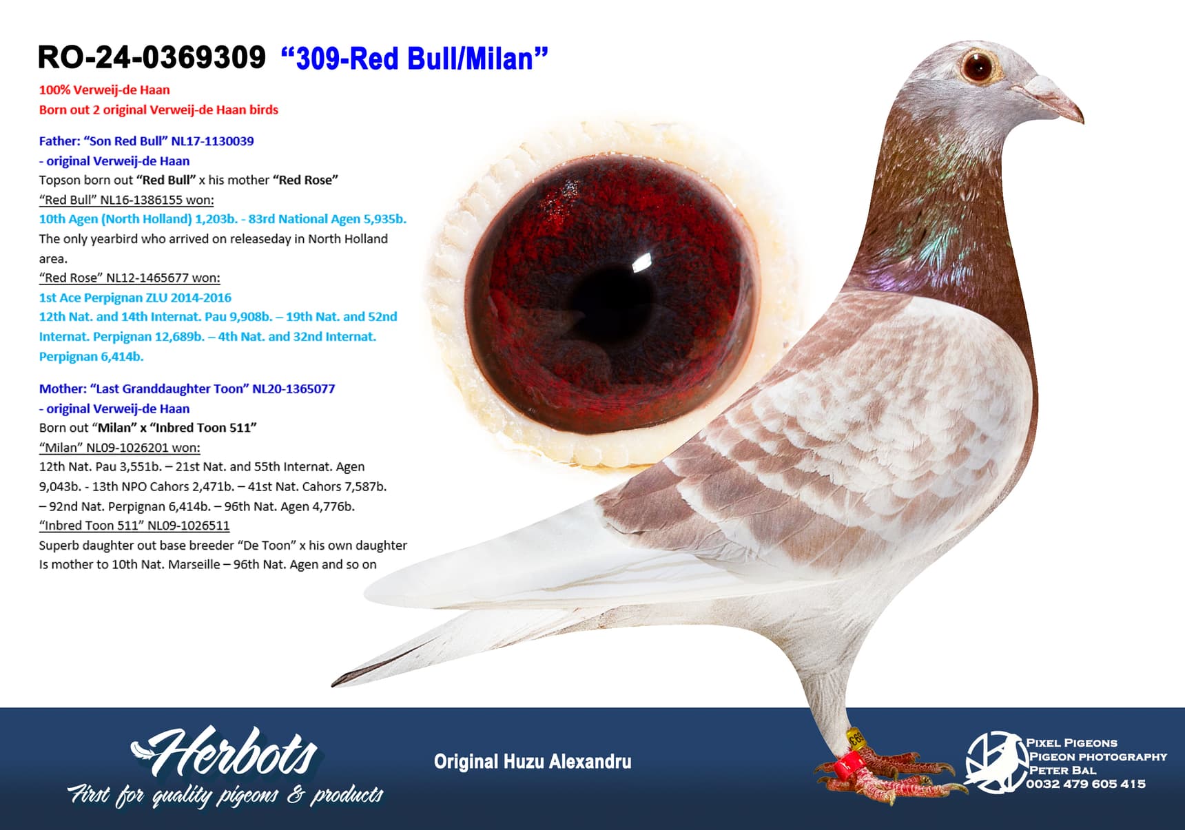 pigeon: undefined