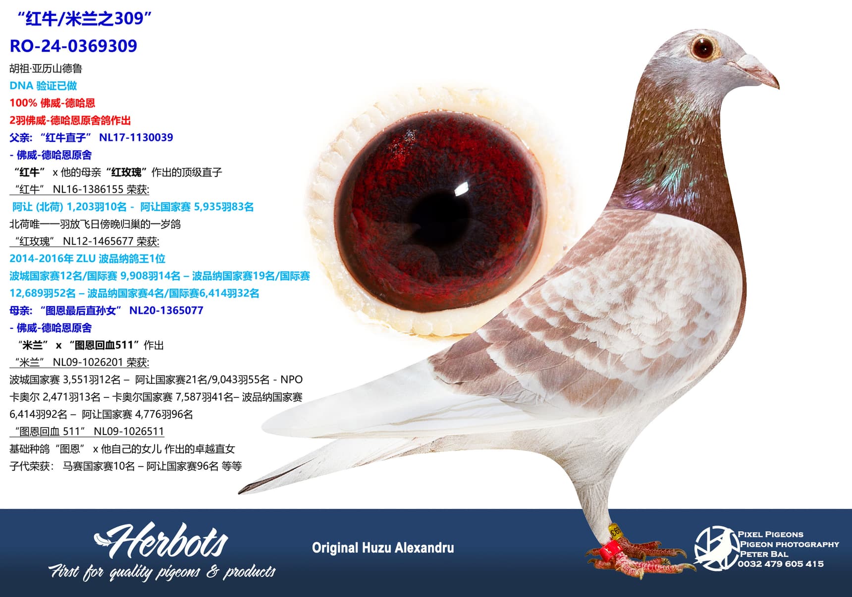 pigeon: undefined