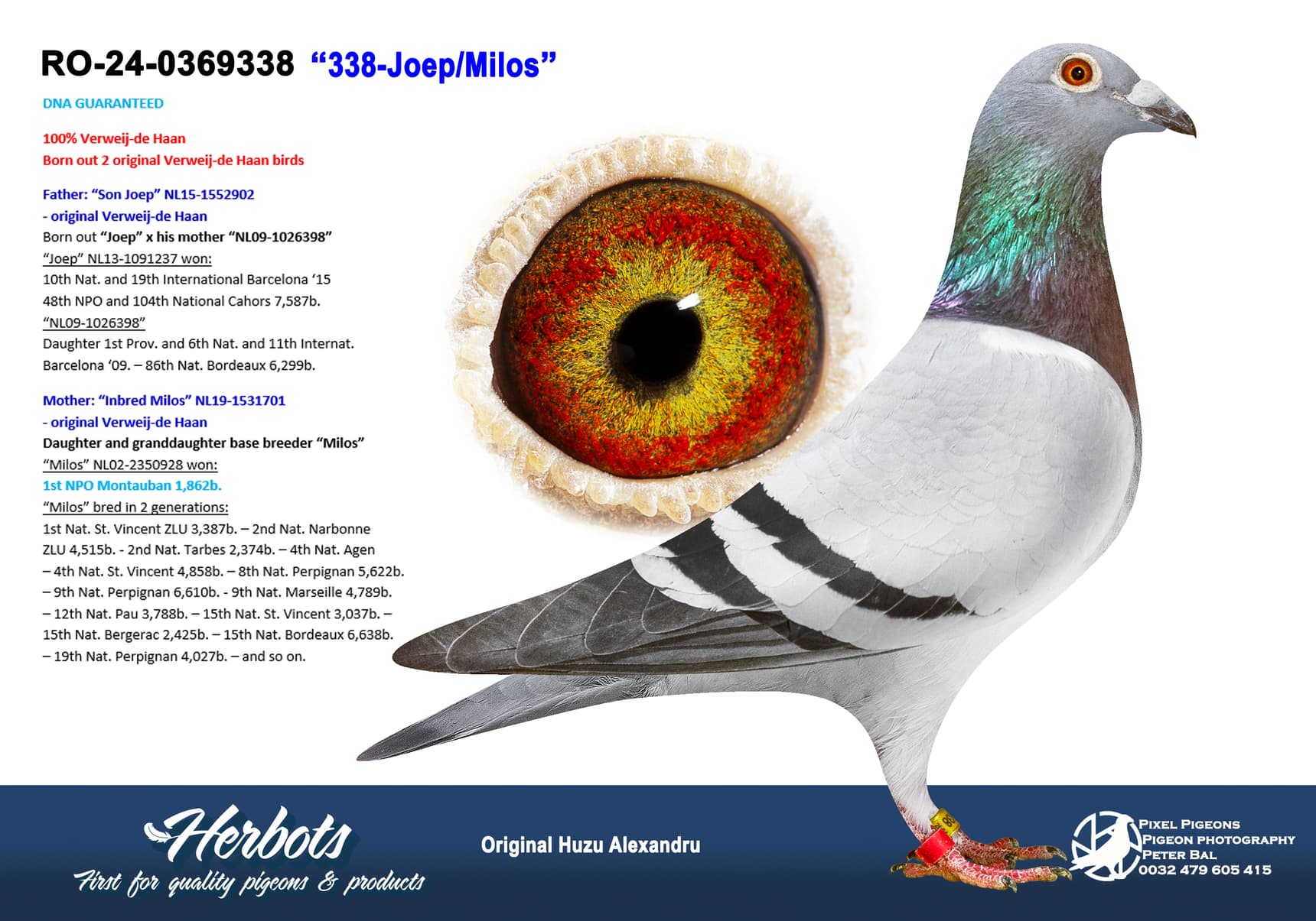 pigeon: undefined