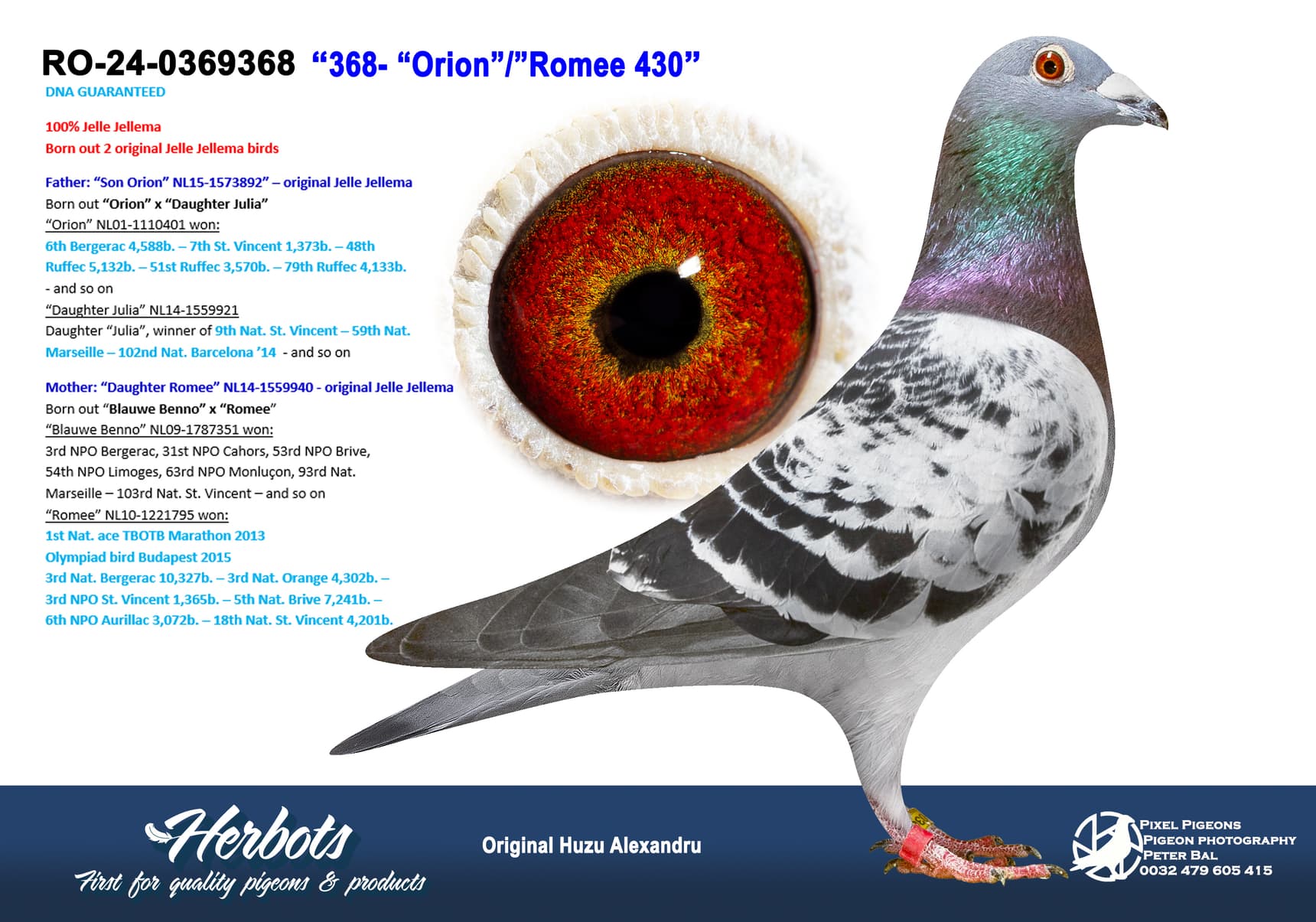 pigeon: undefined