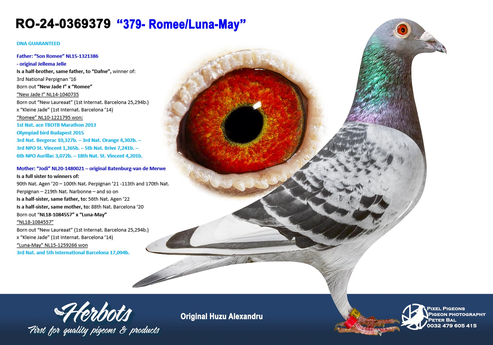 pigeon: undefined