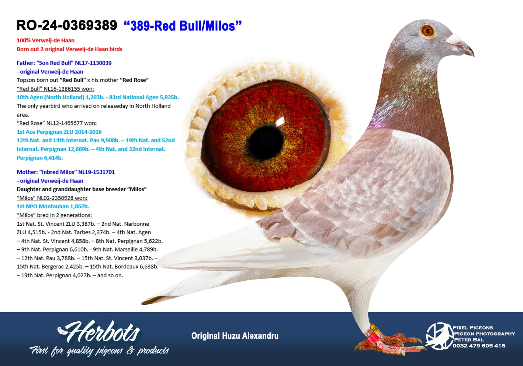 pigeon: undefined