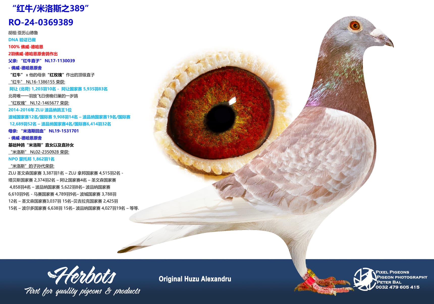 pigeon: undefined