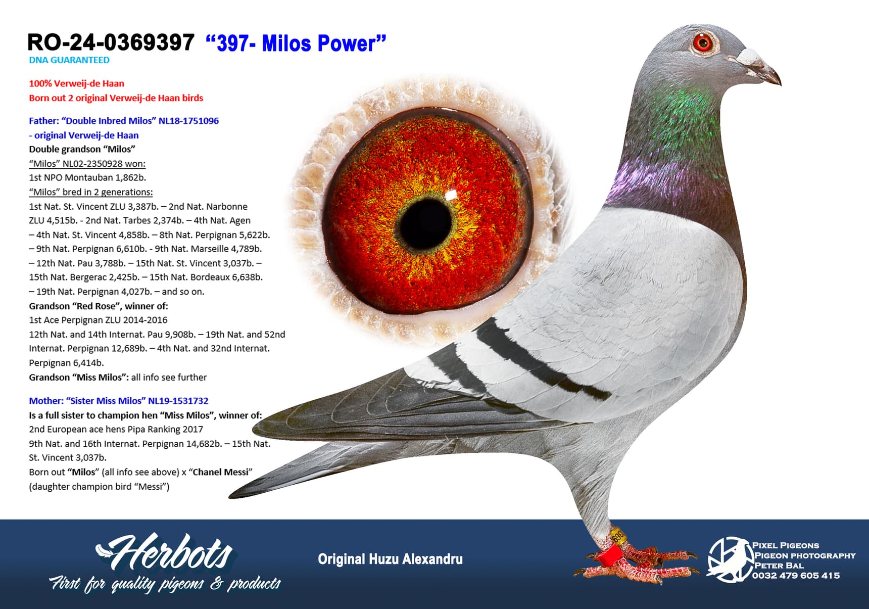 pigeon: undefined