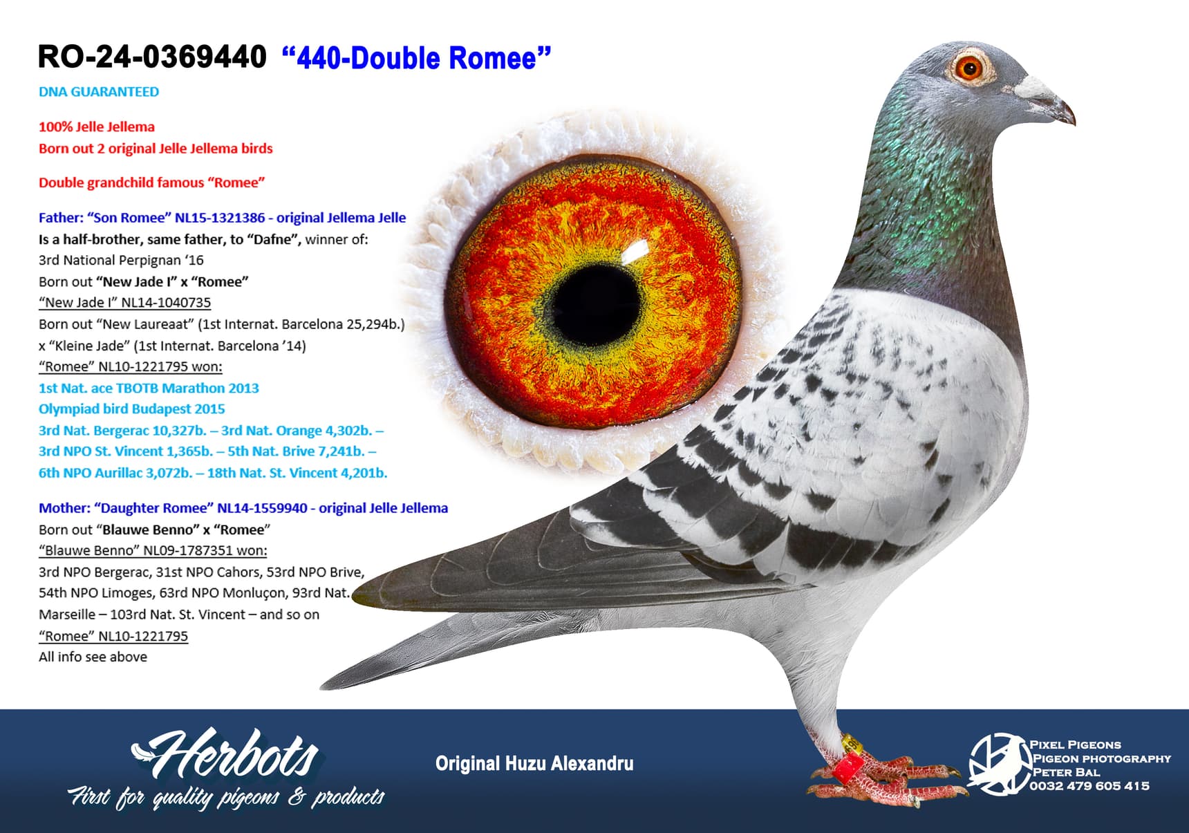 pigeon: undefined
