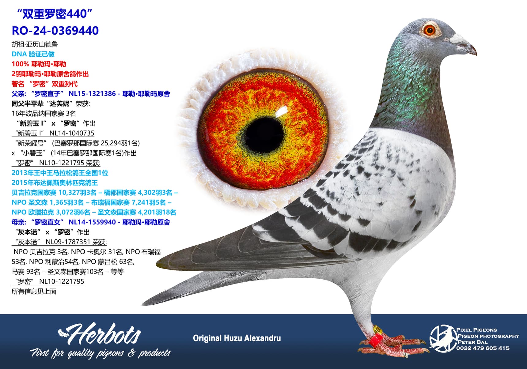 pigeon: undefined