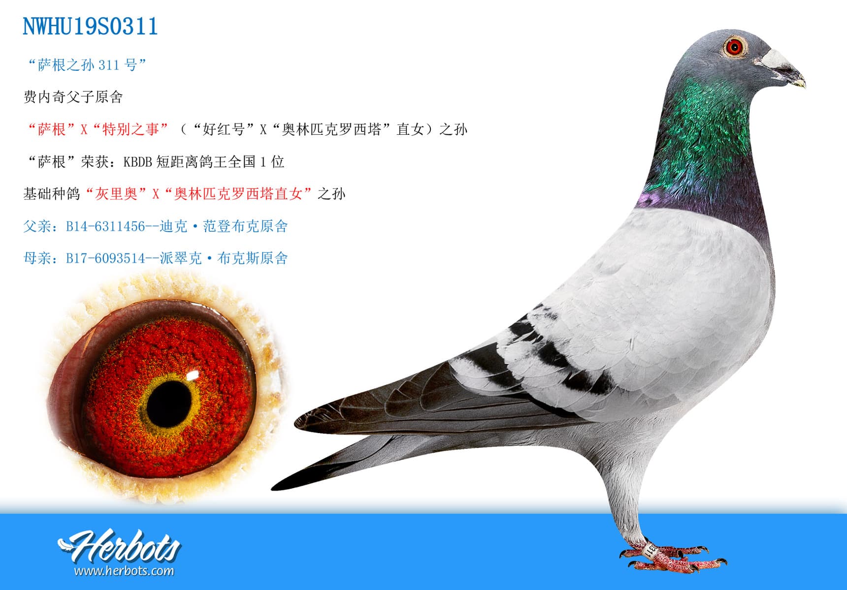 pigeon: undefined