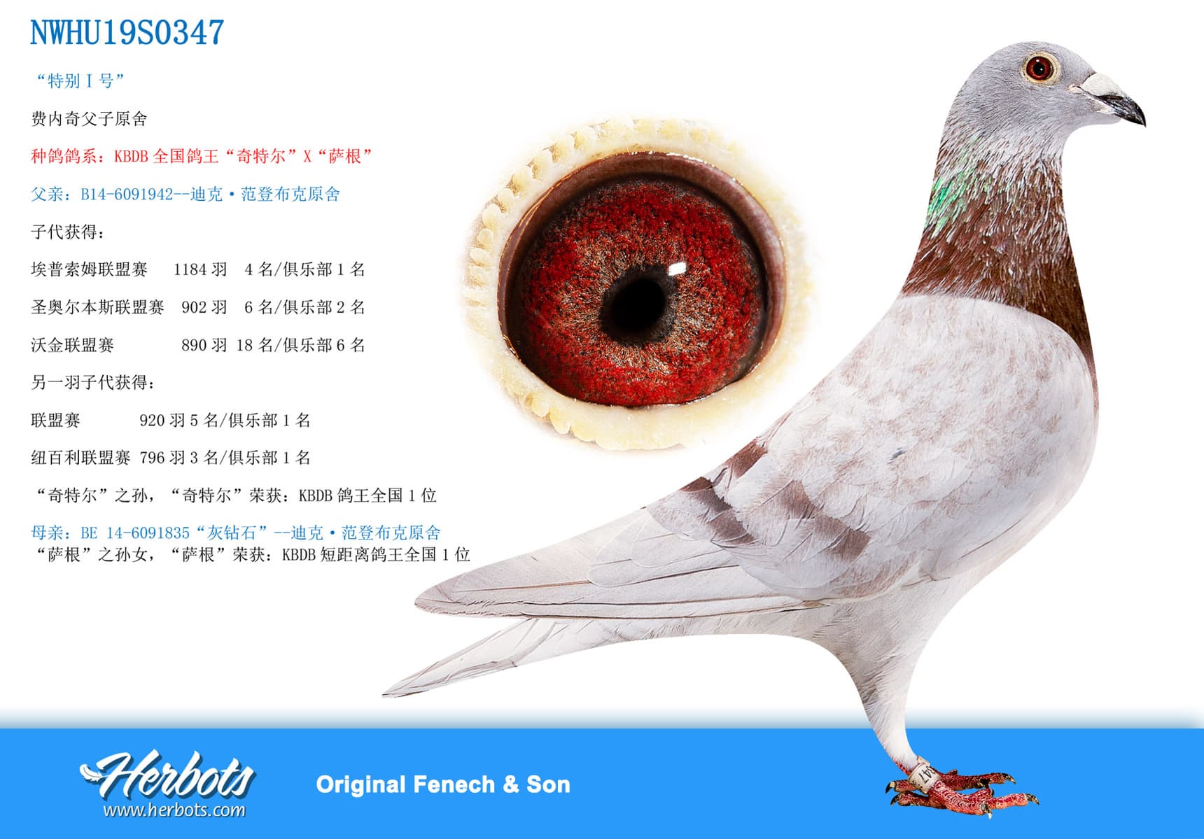 pigeon: undefined