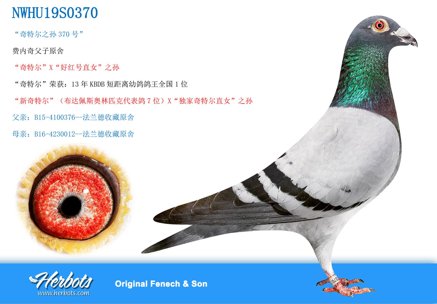 pigeon: undefined