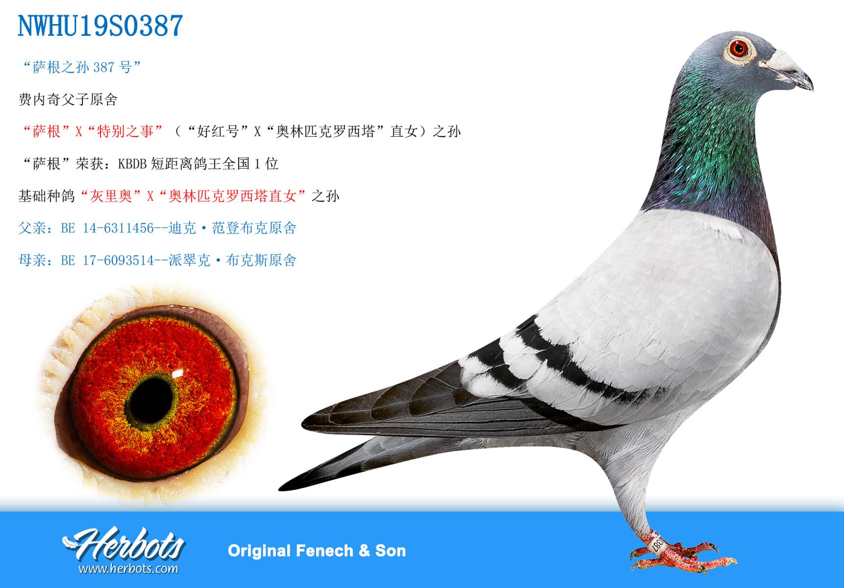 pigeon: undefined