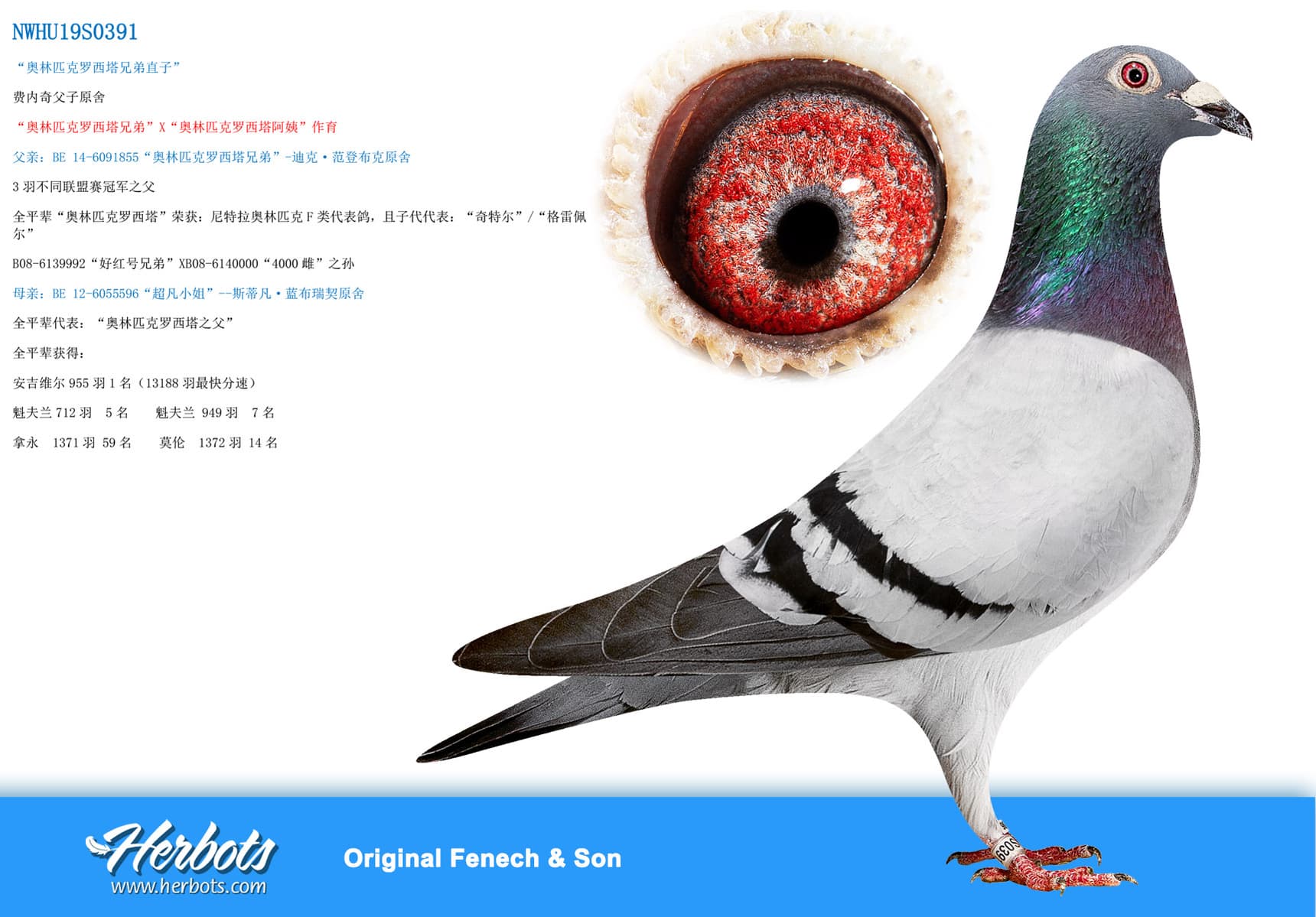 pigeon: undefined