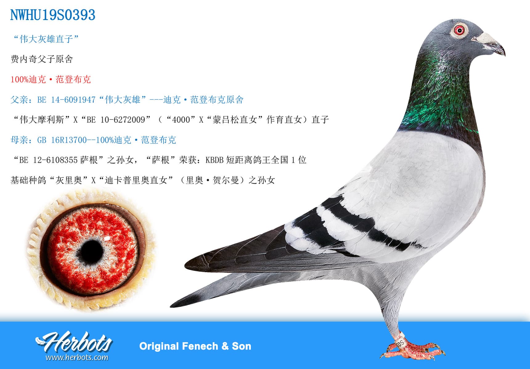 pigeon: undefined