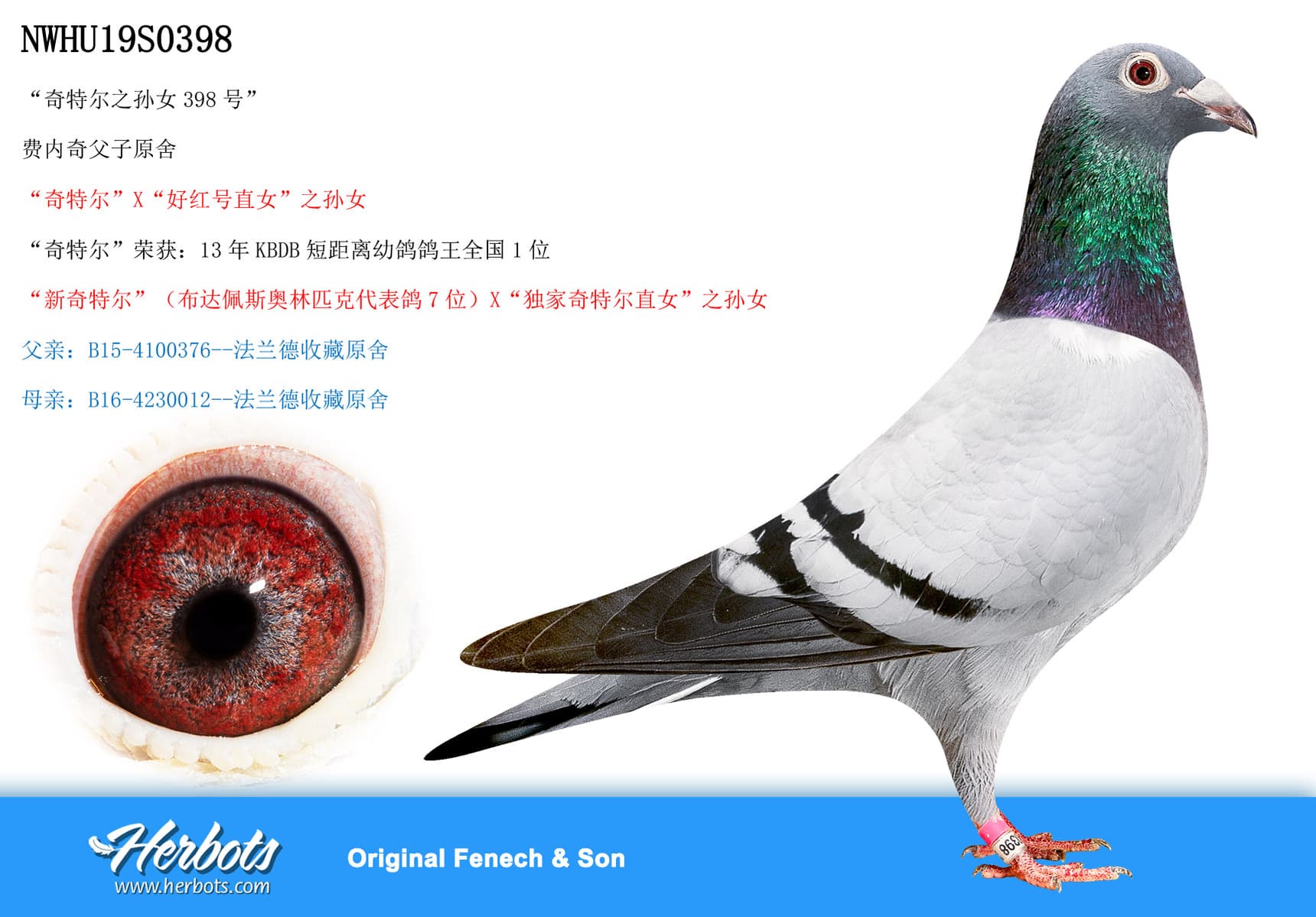 pigeon: undefined