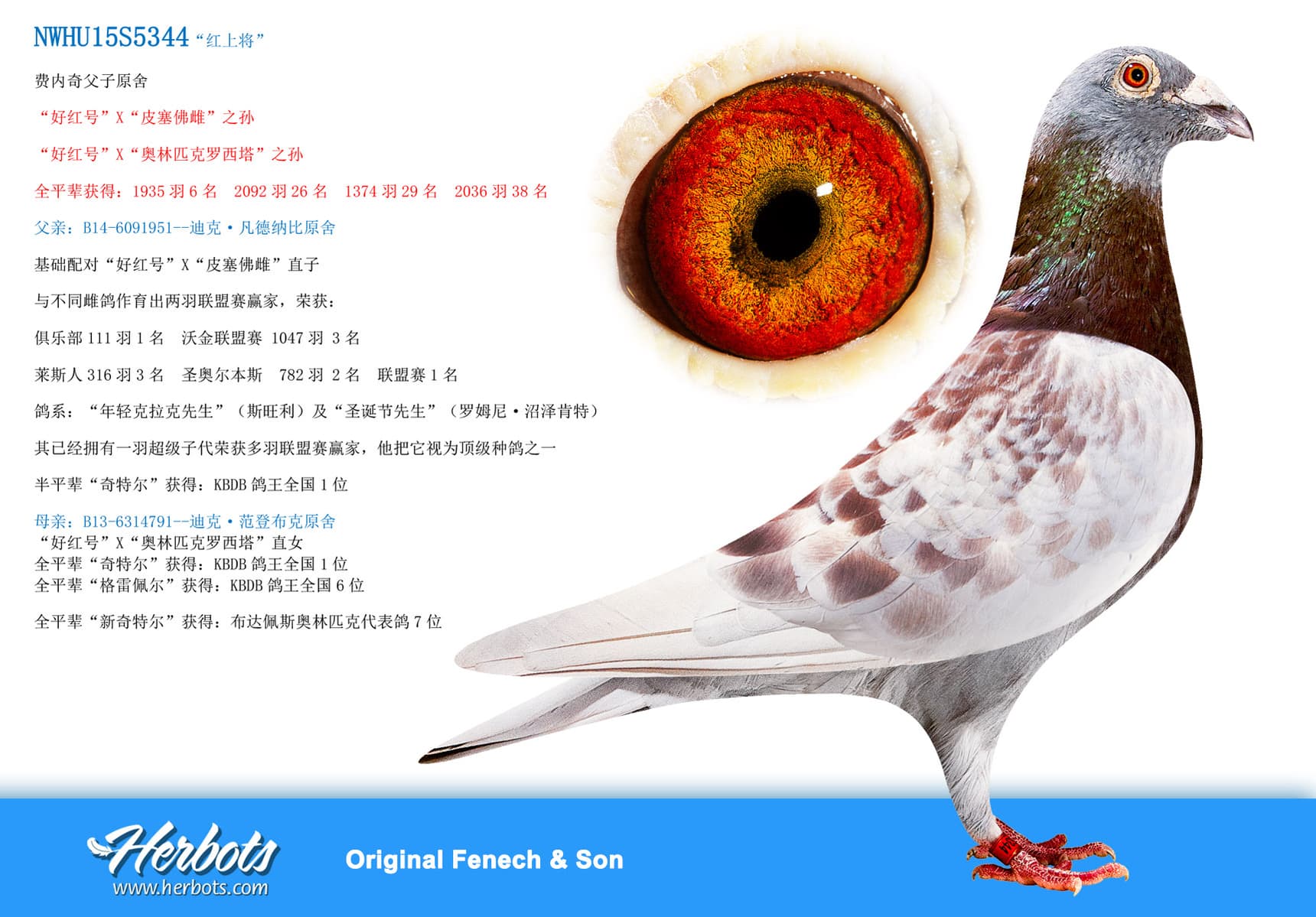 pigeon: undefined