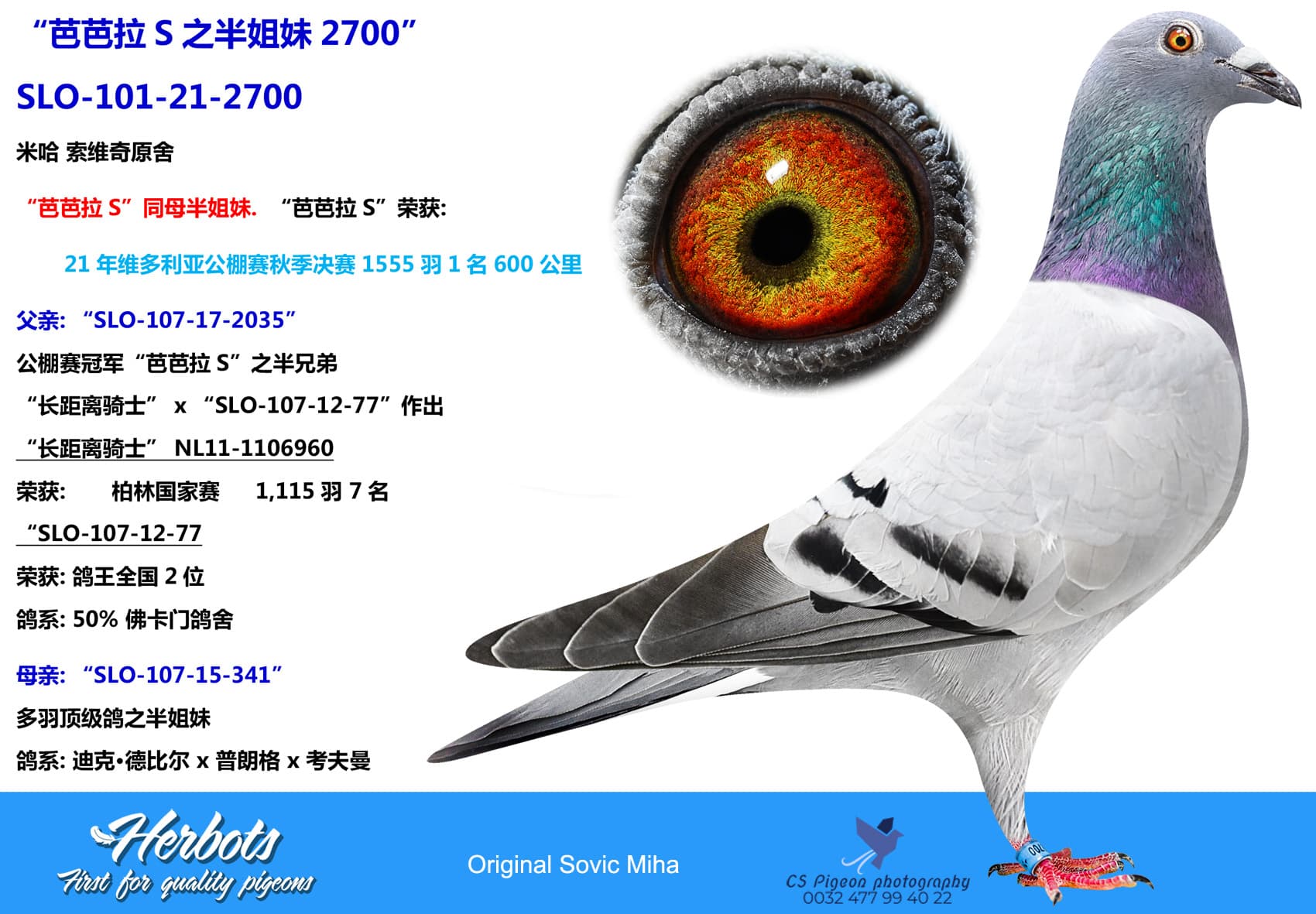 pigeon: “芭芭拉S之半姐妹2700”