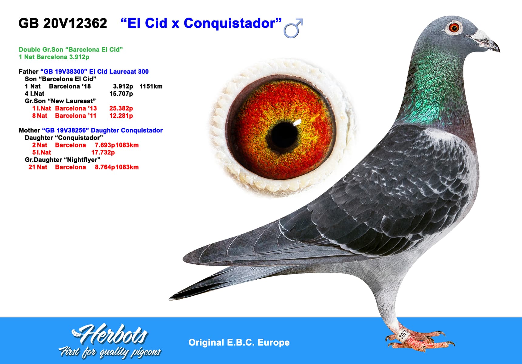 pigeon: undefined