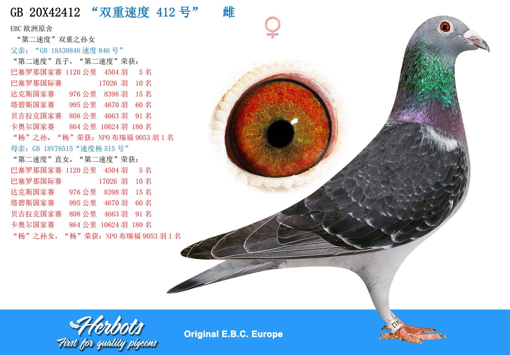 pigeon: undefined