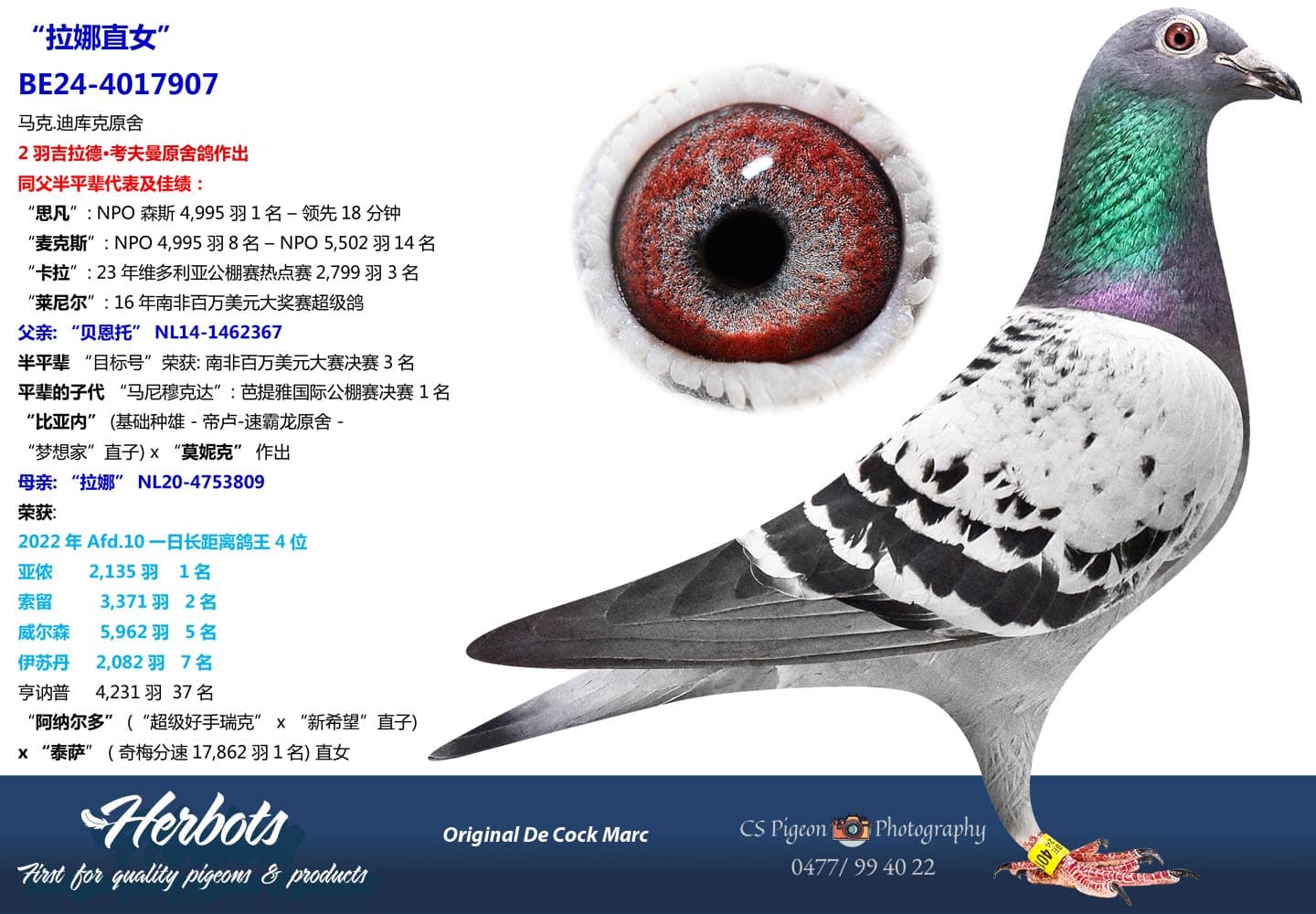pigeon: undefined