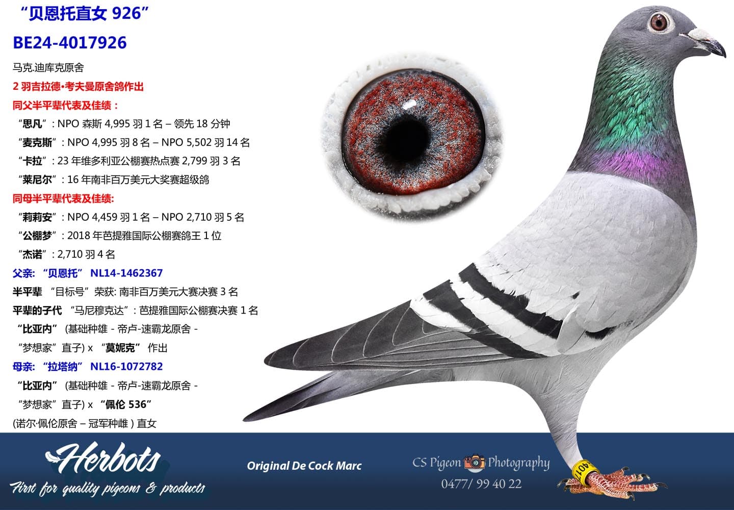 pigeon: undefined