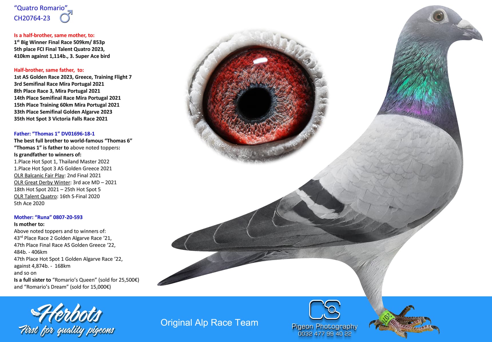 pigeon: undefined