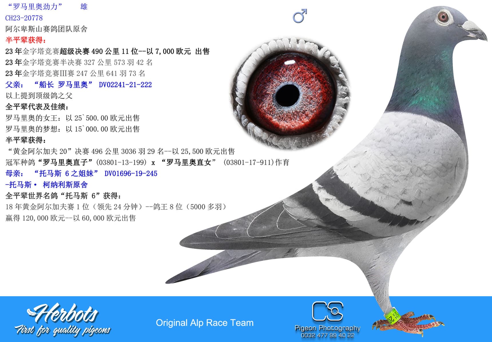 pigeon: undefined