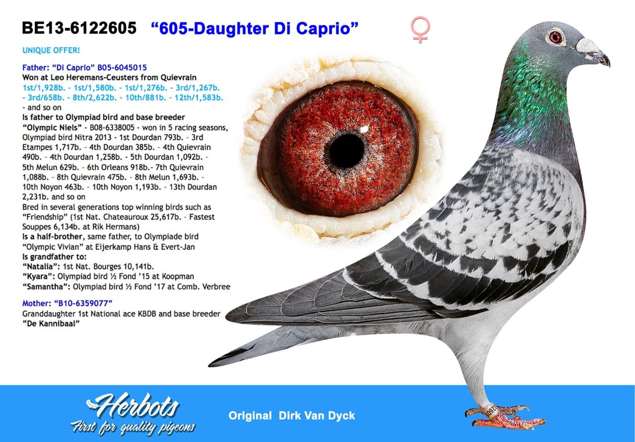 pigeon: undefined