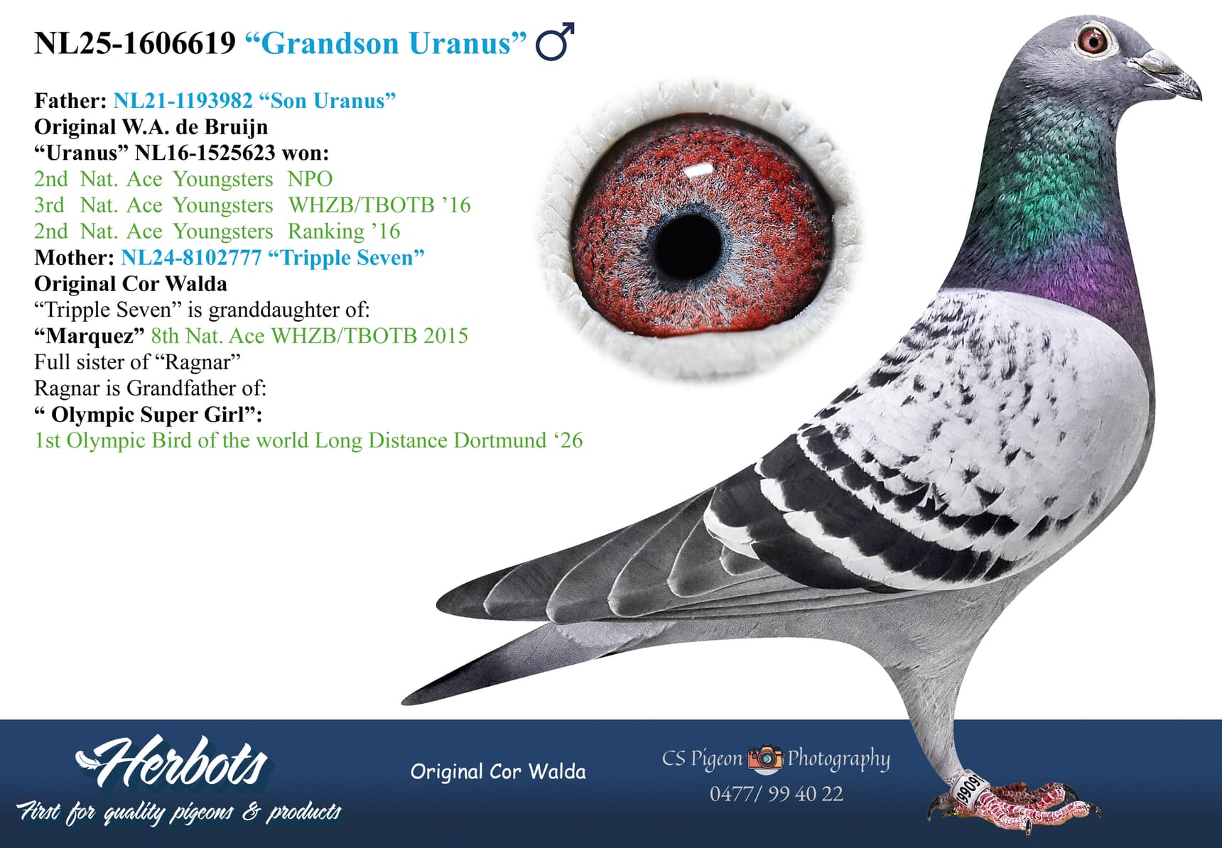 pigeon: undefined