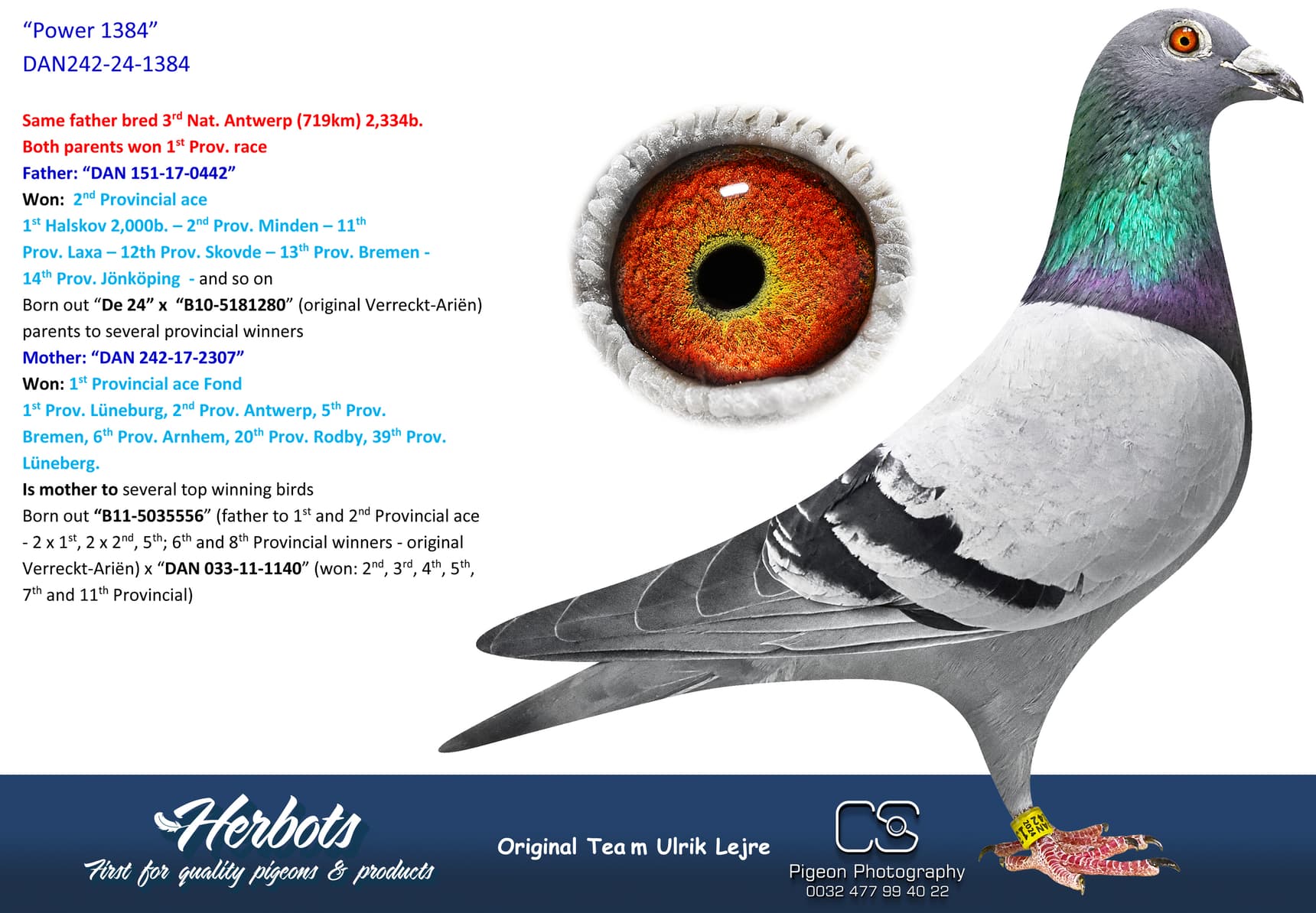 pigeon: undefined