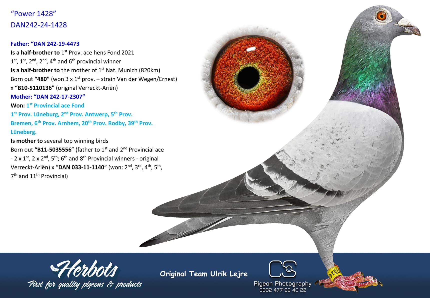 pigeon: undefined