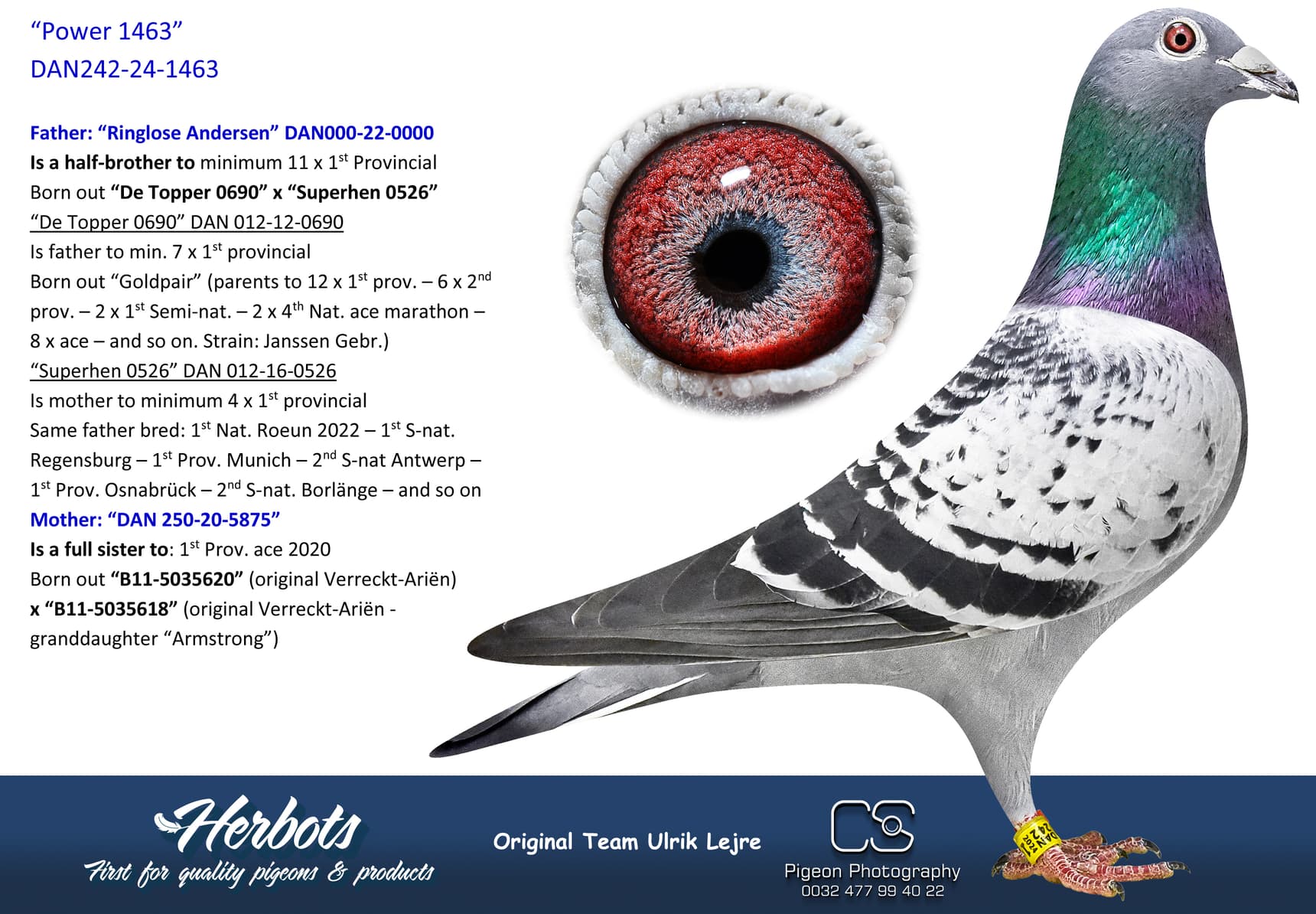 pigeon: undefined