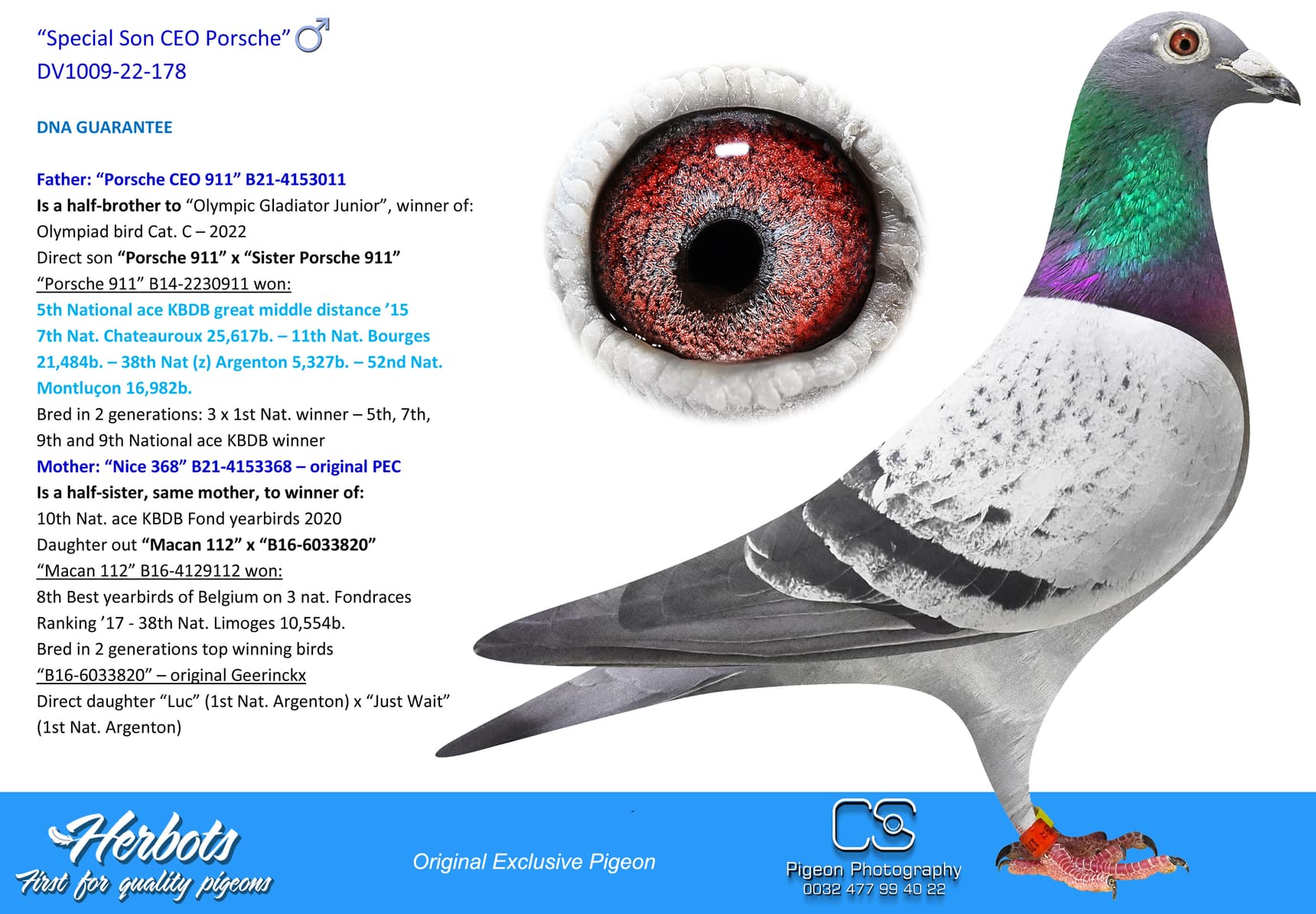 pigeon: undefined