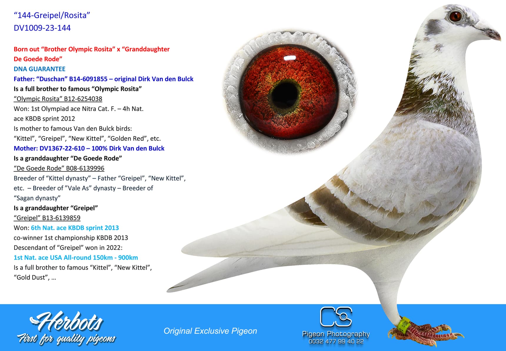 pigeon: undefined